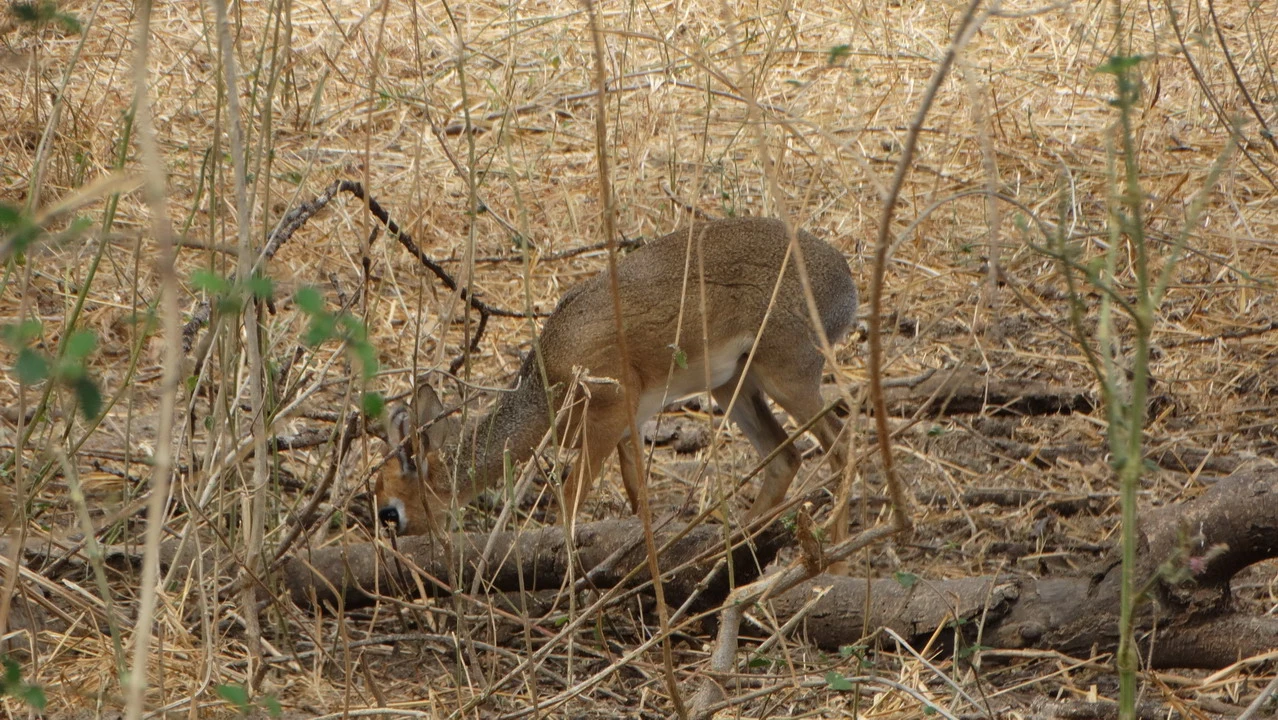 Un antilope attraversa la vegetazione secca della savana in Tanzania.