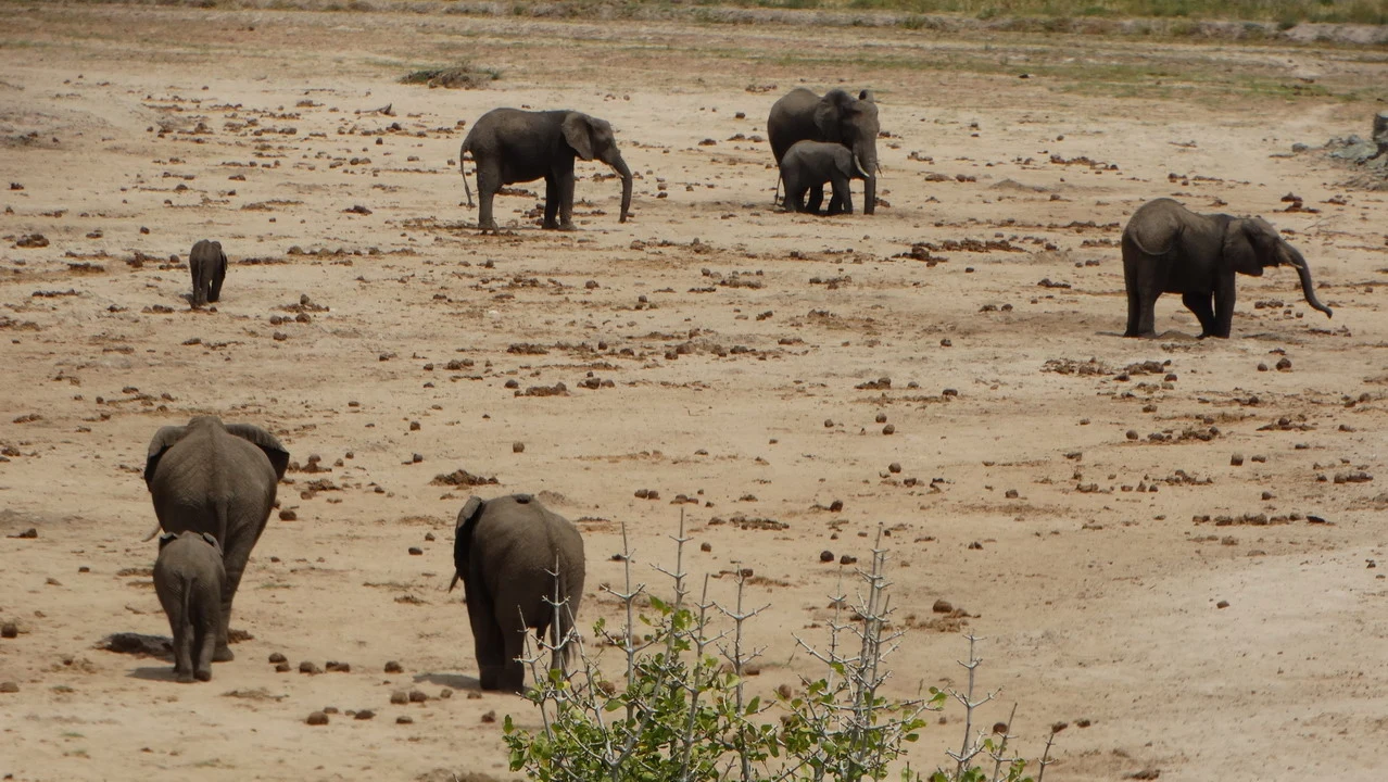 Elefanti pascolano nella savana della Tanzania.