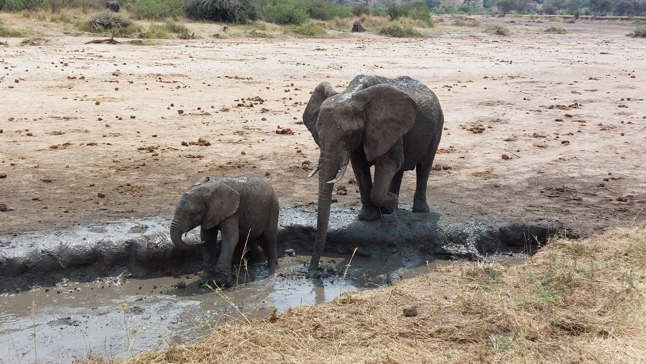 Elefanti attraversano una zona paludosa secca durante una safari in Tanzania. Elefanti attraversano una zona paludosa secca durante una safari in Tanzania.