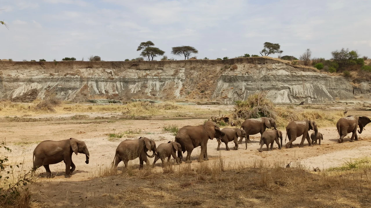 Elefanti attraversano una savana secca in Tanzania.