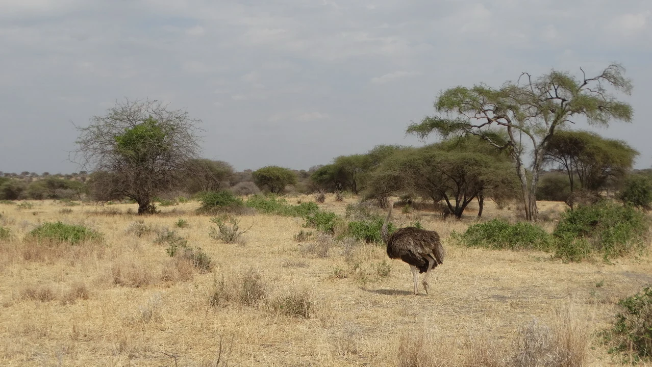 Un uccello si trova in una savana secca con alberi sparsi.