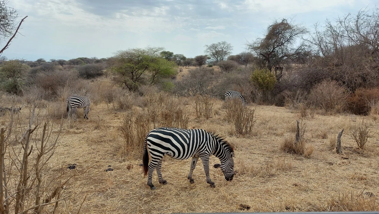 Una zebra cammina attraverso la savana secca in Tanzania.