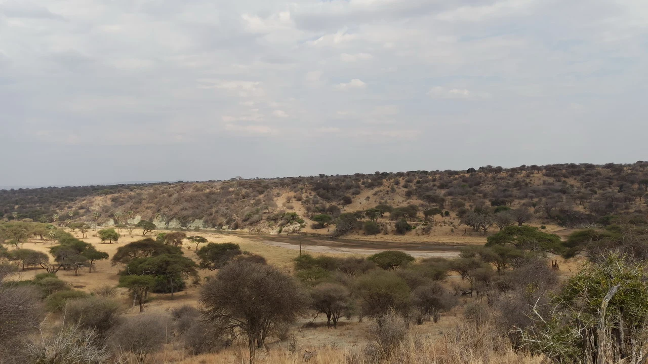 Paesaggio africano secco con alberi sparsi sotto un cielo nuvoloso.