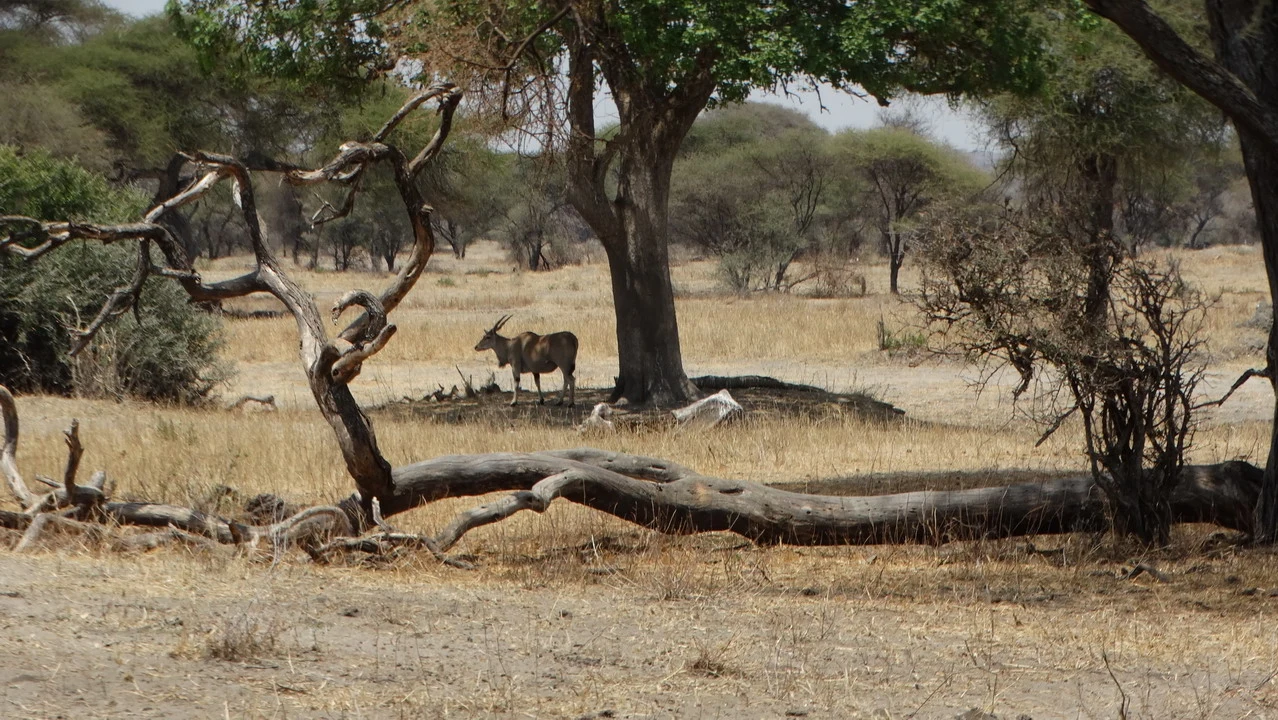 Un antilope alcina si muove attraverso una savana secca in Tanzania.