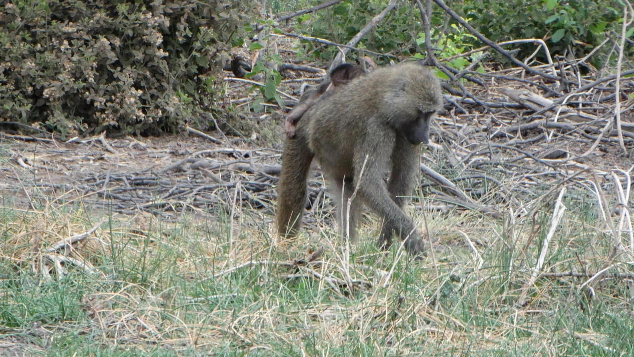 Un orangotango cammina attraverso la vegetazione secca della savana.