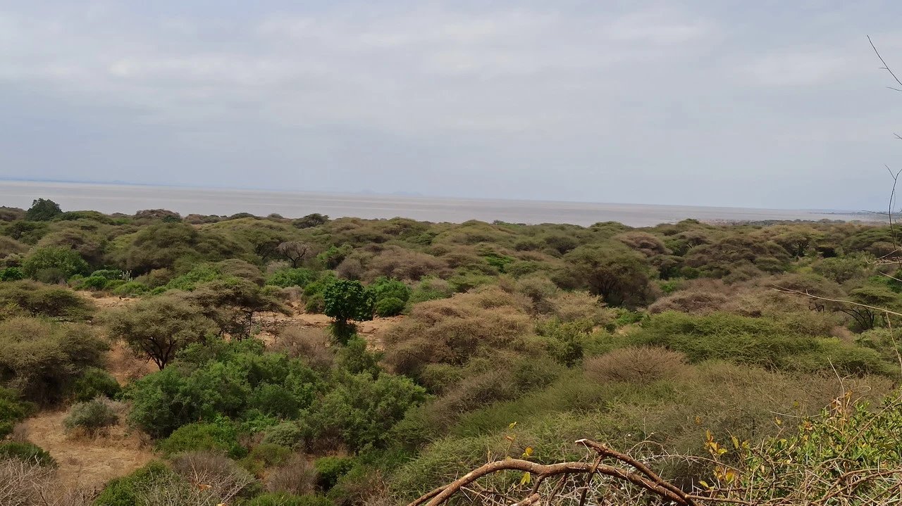Paesaggio africano con vegetazione secca sotto un cielo chiaro.