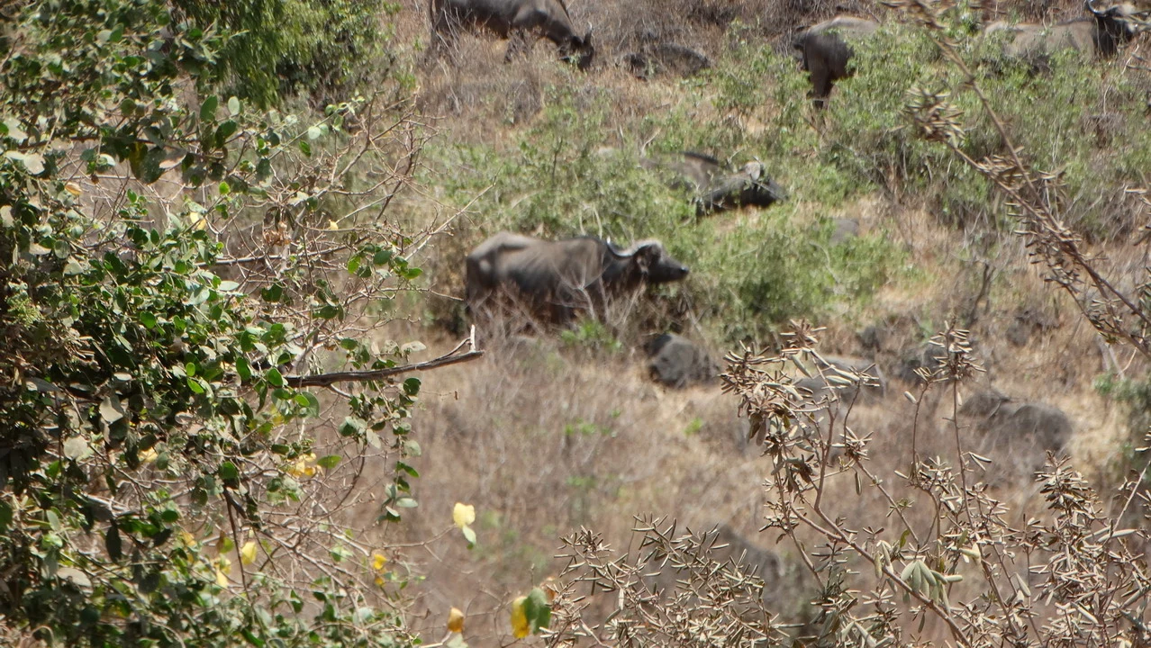 Elefanti passeggiano attraverso la vegetazione secca del Serengeti.