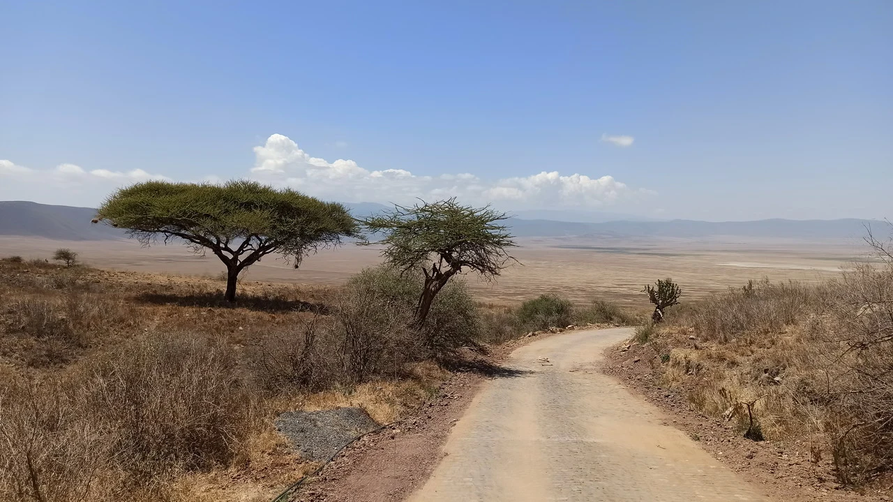 Una strada sterrata attraversa un paesaggio arido con alberi sparsi in Tanzania.