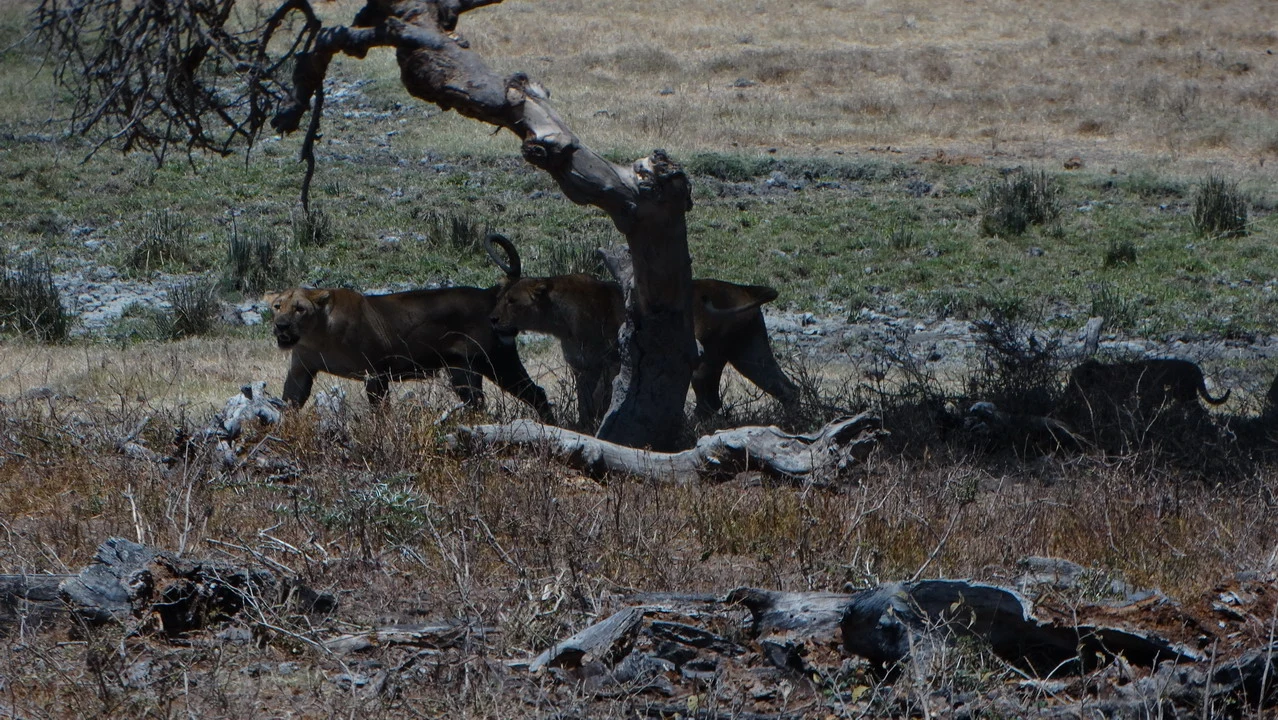 Diversi ungulati si trovano vicino a un albero secco nella savana africana.