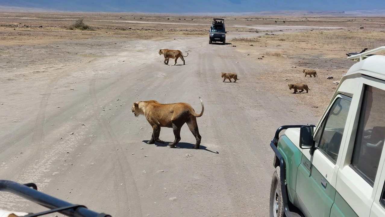 Safari in Tanzania with elephants on a dirt road.