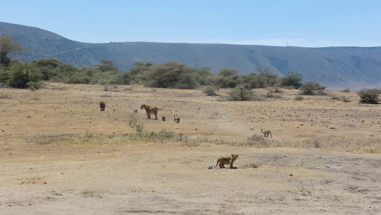 Leoni e altri animali selvatici pascolano su una vasta savana africana sotto il Kilimangiaro. Leoni e altri animali selvatici pascolano su una vasta savana africana sotto il Kilimangiaro.