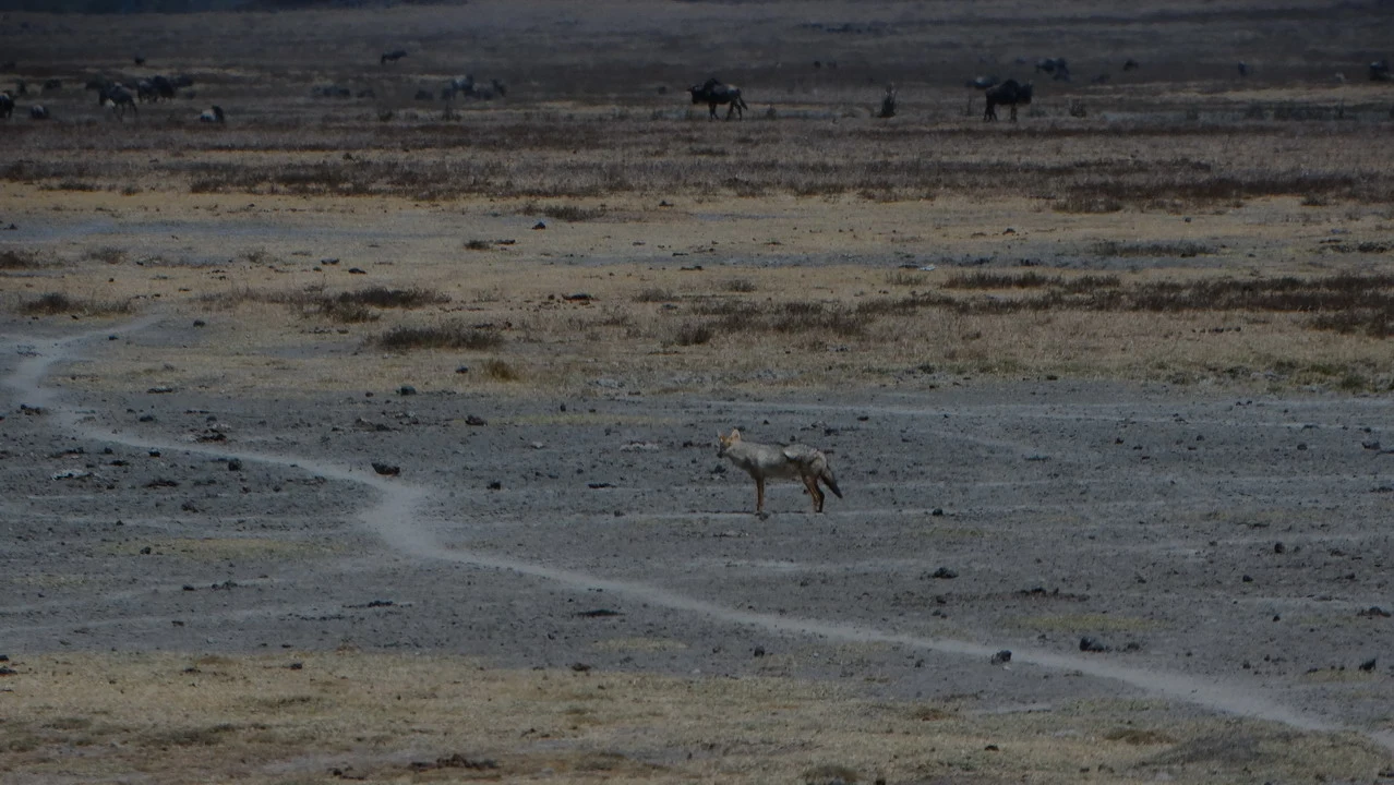 Un ghepardo cammina attraverso una savana secca in Tanzania.