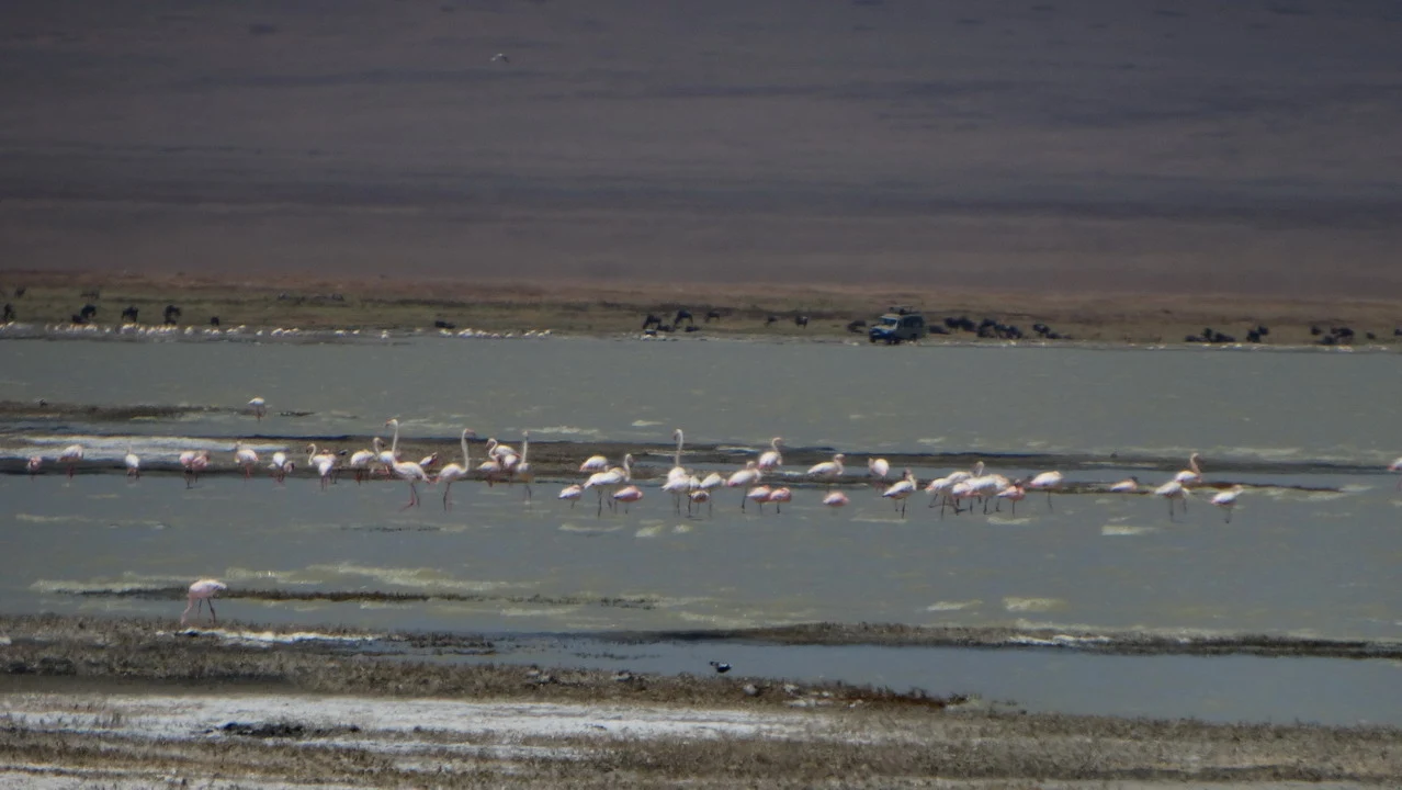 Una veduta di uccelli rosa che nuotano in una zona umida durante una safari in Tanzania.