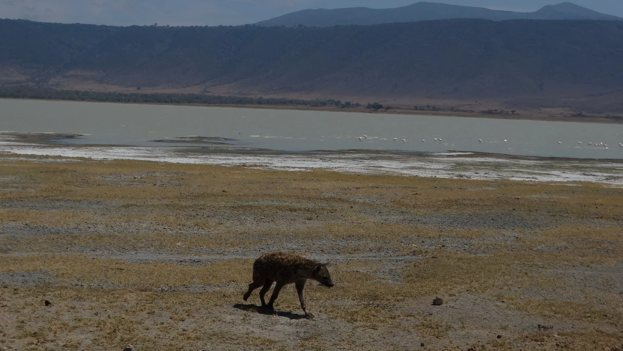 Un leone cammina attraverso una savana secca vicino a un lago in Tanzania.