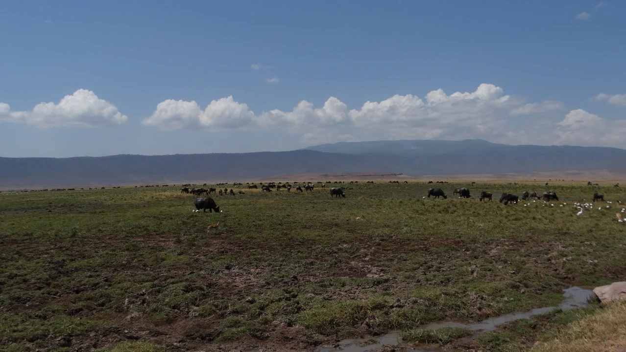 Vasta savana africana con animali al pascolo sotto un cielo nuvoloso.
