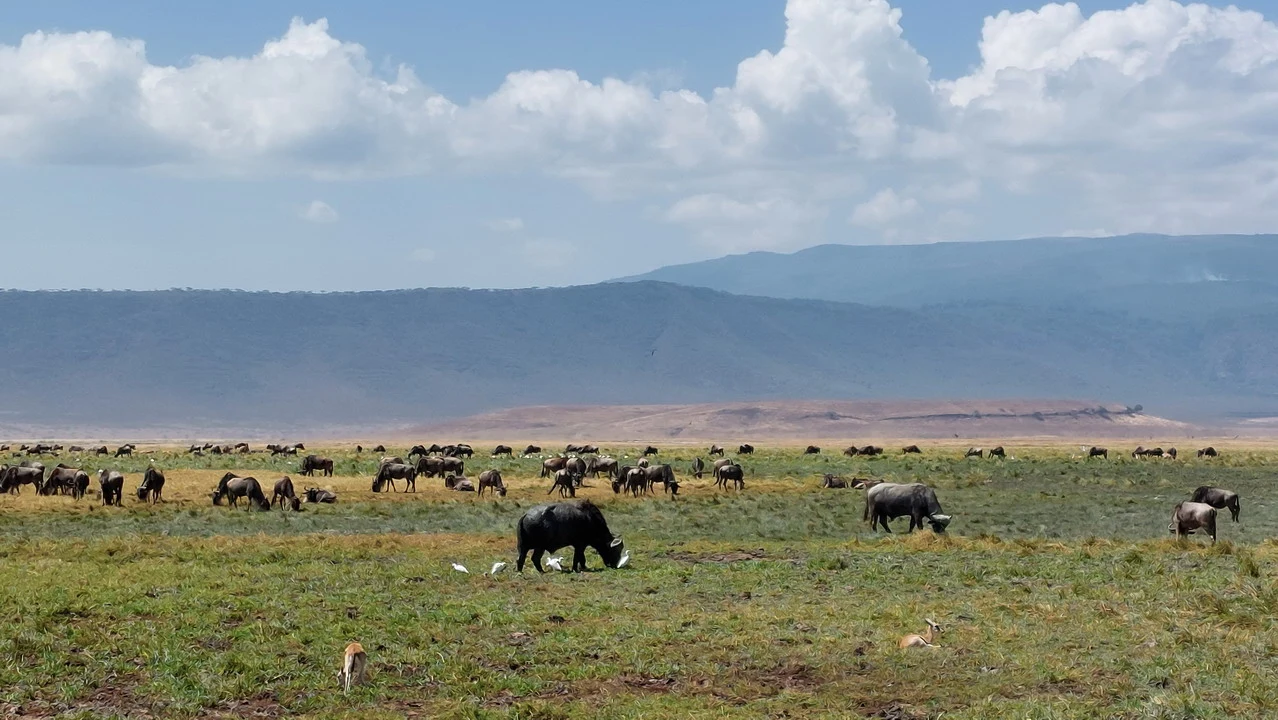 Bovini pascolano su una vasta savana africana sotto un cielo azzurro.
