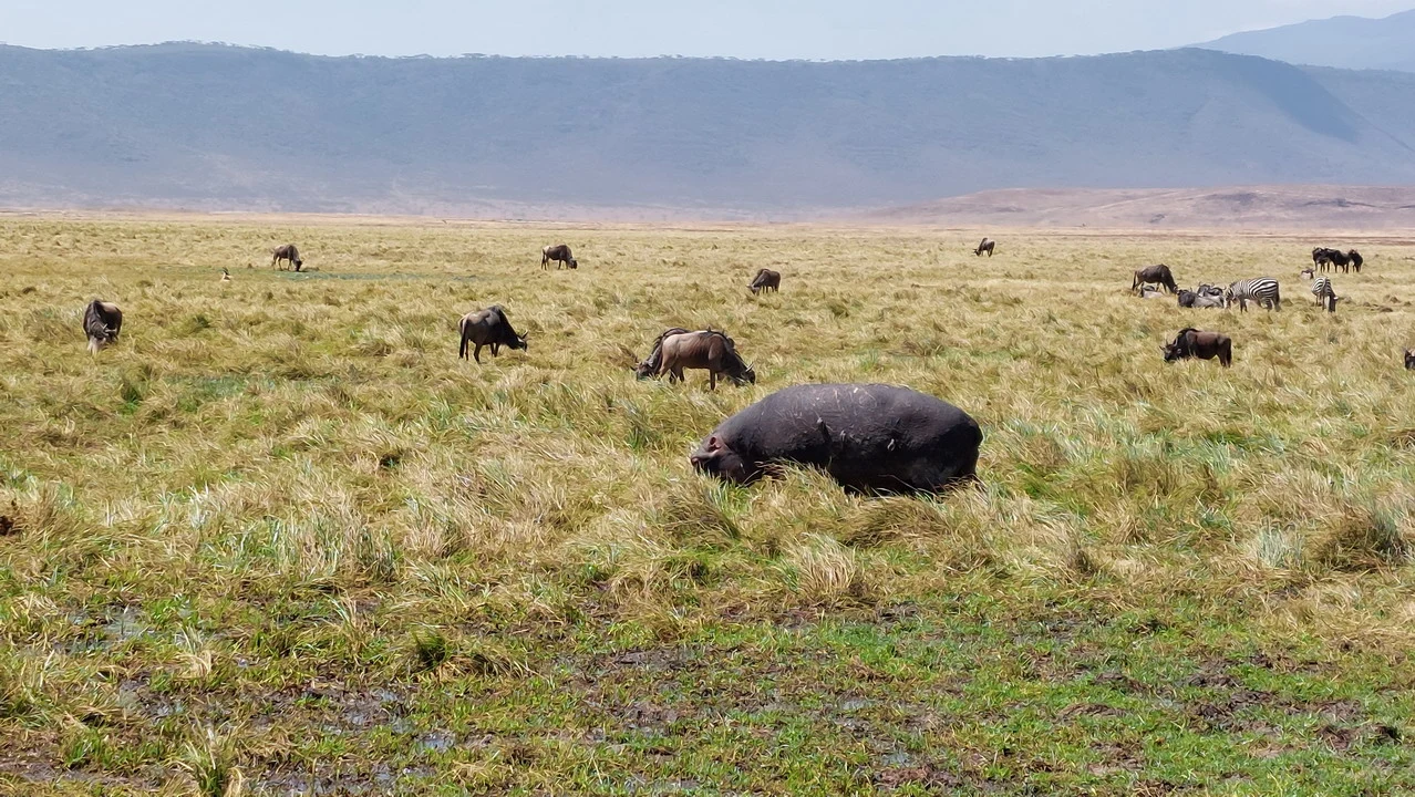 Bisoni pascolano su una vasta savana in Tanzania.