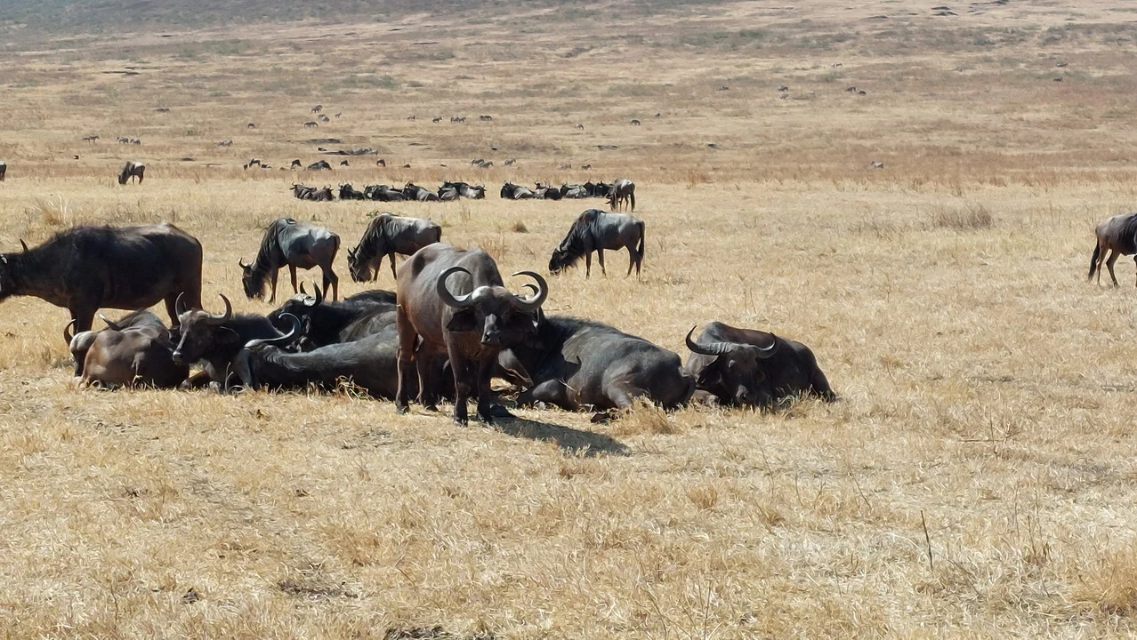 Bisoni si riposano nel prato secco della savana in Tanzania.