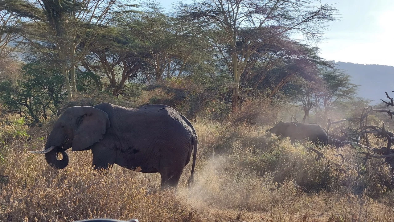 Un elefante attraversa una savana secca con polvere sollevata.