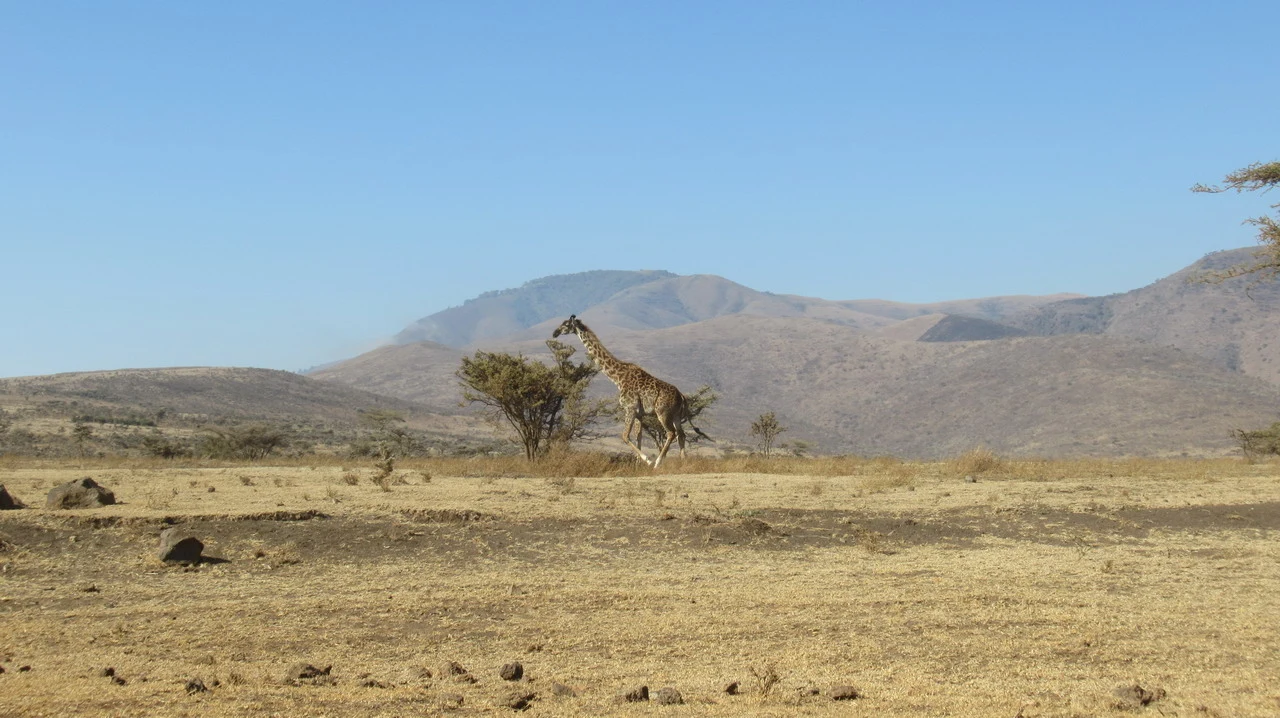 Una giraffa attraversa una savana secca con colline sullo sfondo in Tanzania.