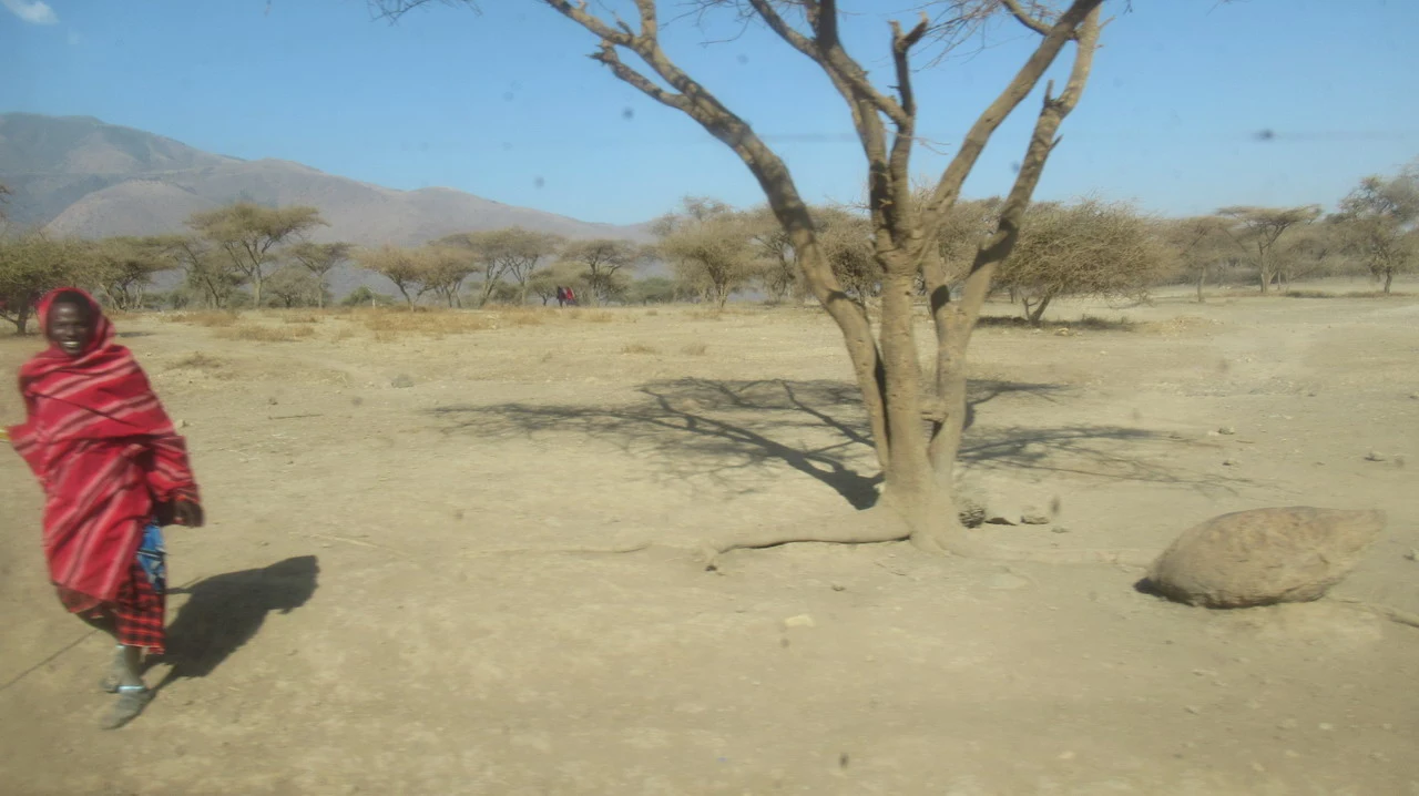 Un Masai person walks across a dry savanna landscape with acacia trees.