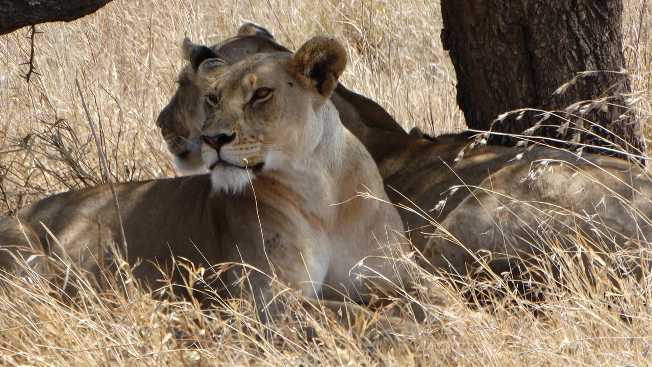 Leoni riposano nella savana africana vicino a un albero.