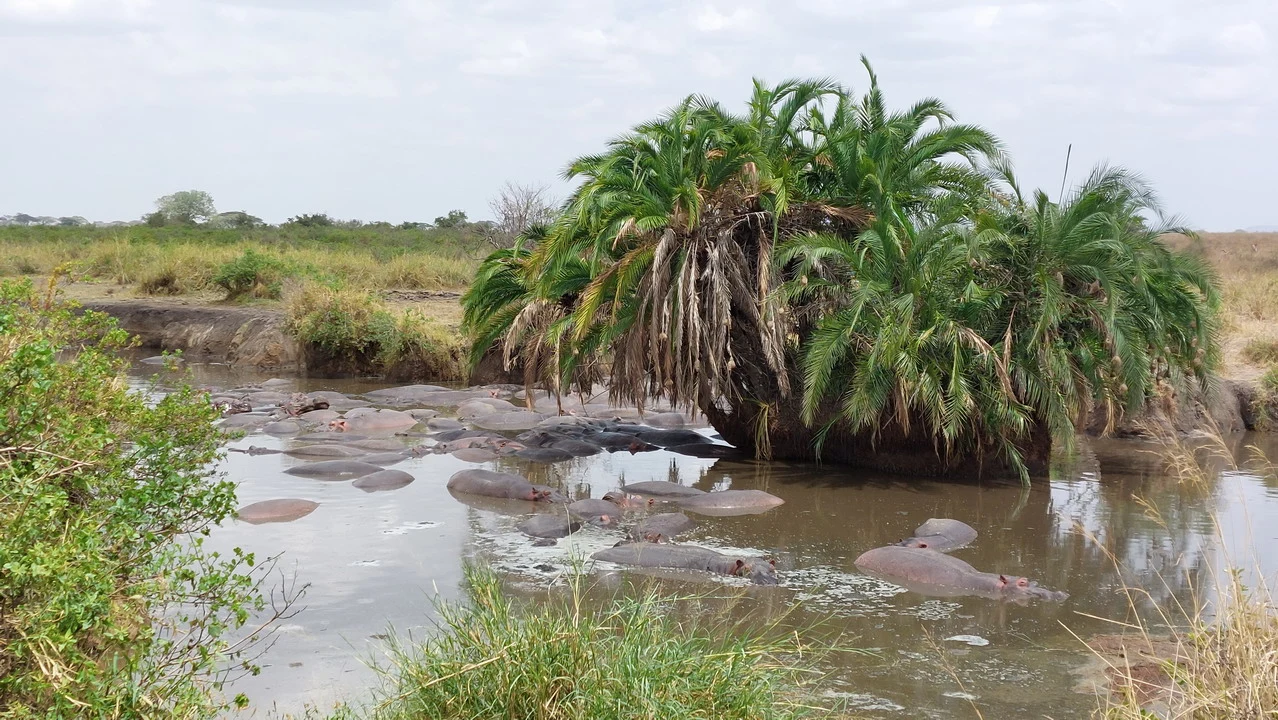 Una vegetazione lussureggiante cresce lungo la riva di un fiume in una savana africana.
