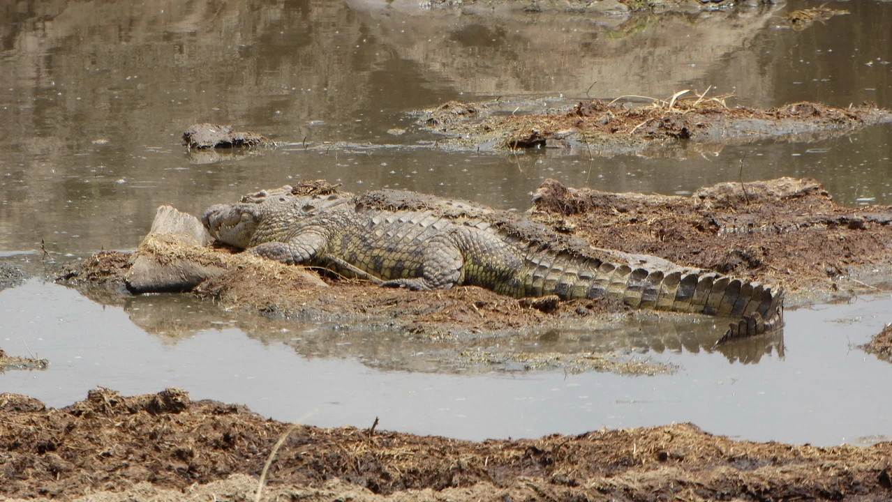 Un rettile grande giace in una zona fangosa e secca della savana.