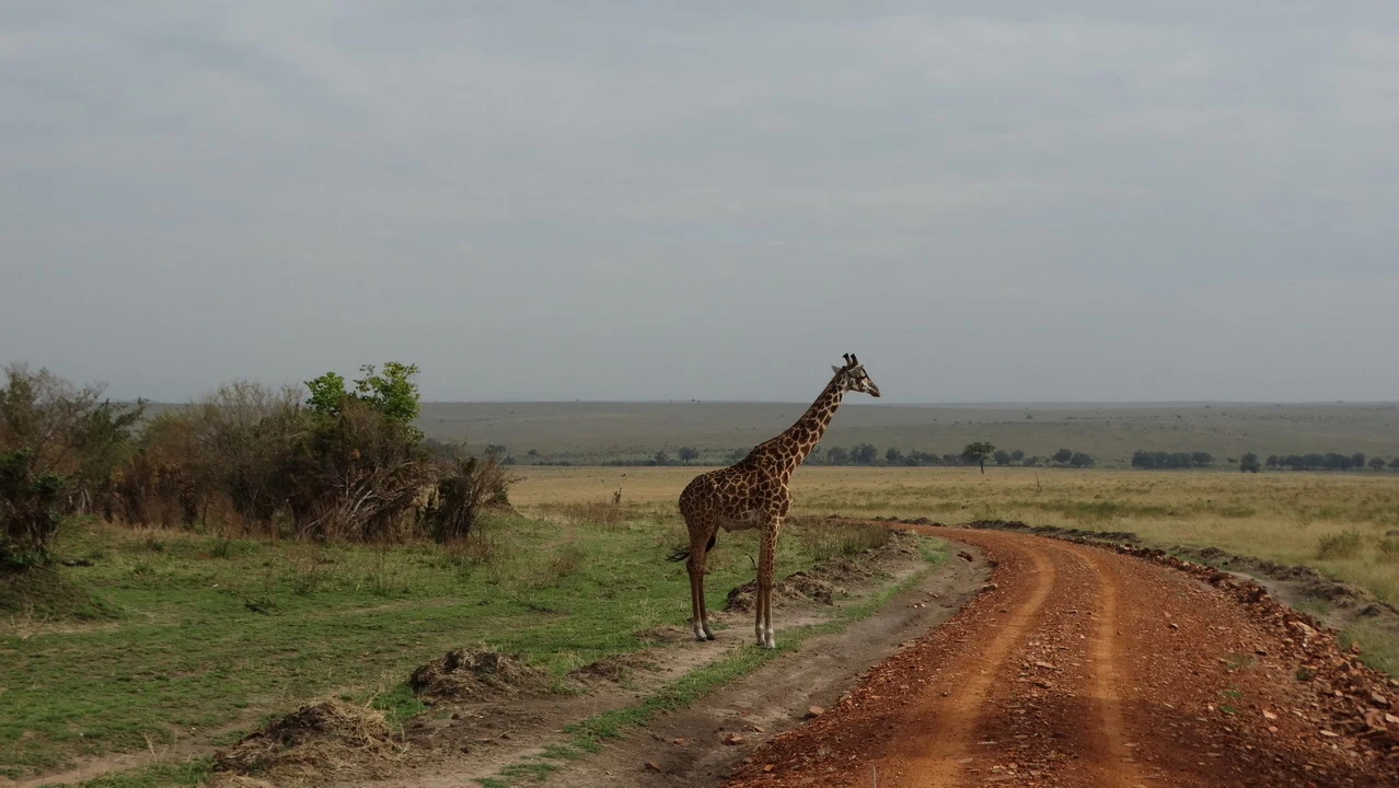 Una giraffa cammina su una strada sterrata nel Serengeti della Tanzania.