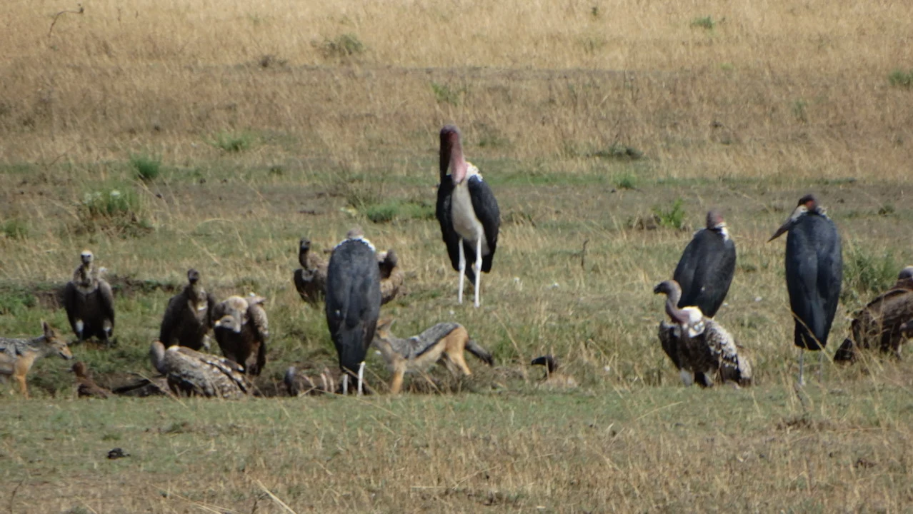 Una veduta di animali selvatici in una savana africana durante una safari.