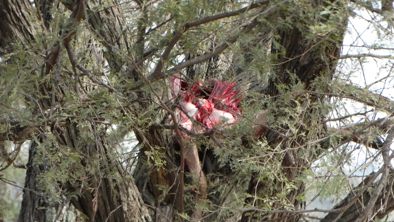 Un animale rosso si nasconde tra i rami degli alberi nella savana.