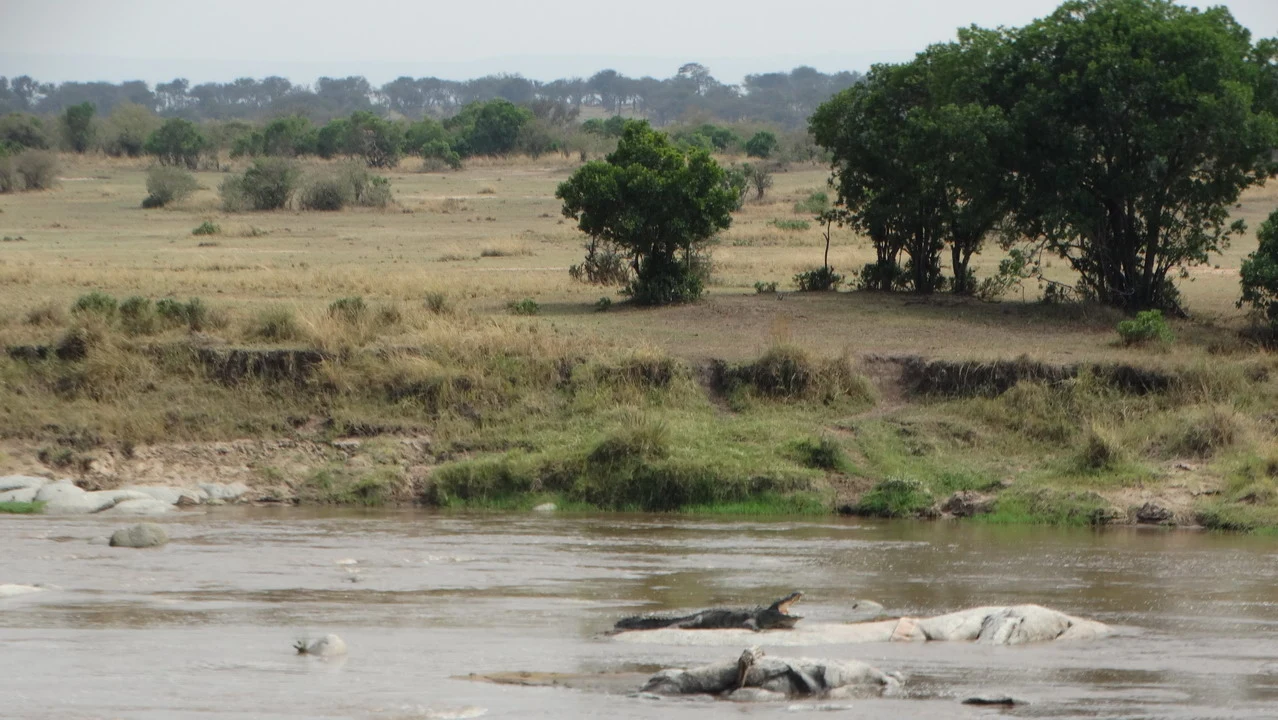 Un fiume scorre attraverso una savana secca con alberi lungo la riva.