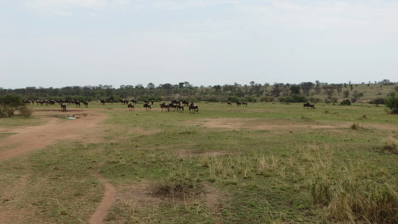 Un gruppo di animali si muove attraverso una vasta savana africana al tramonto.