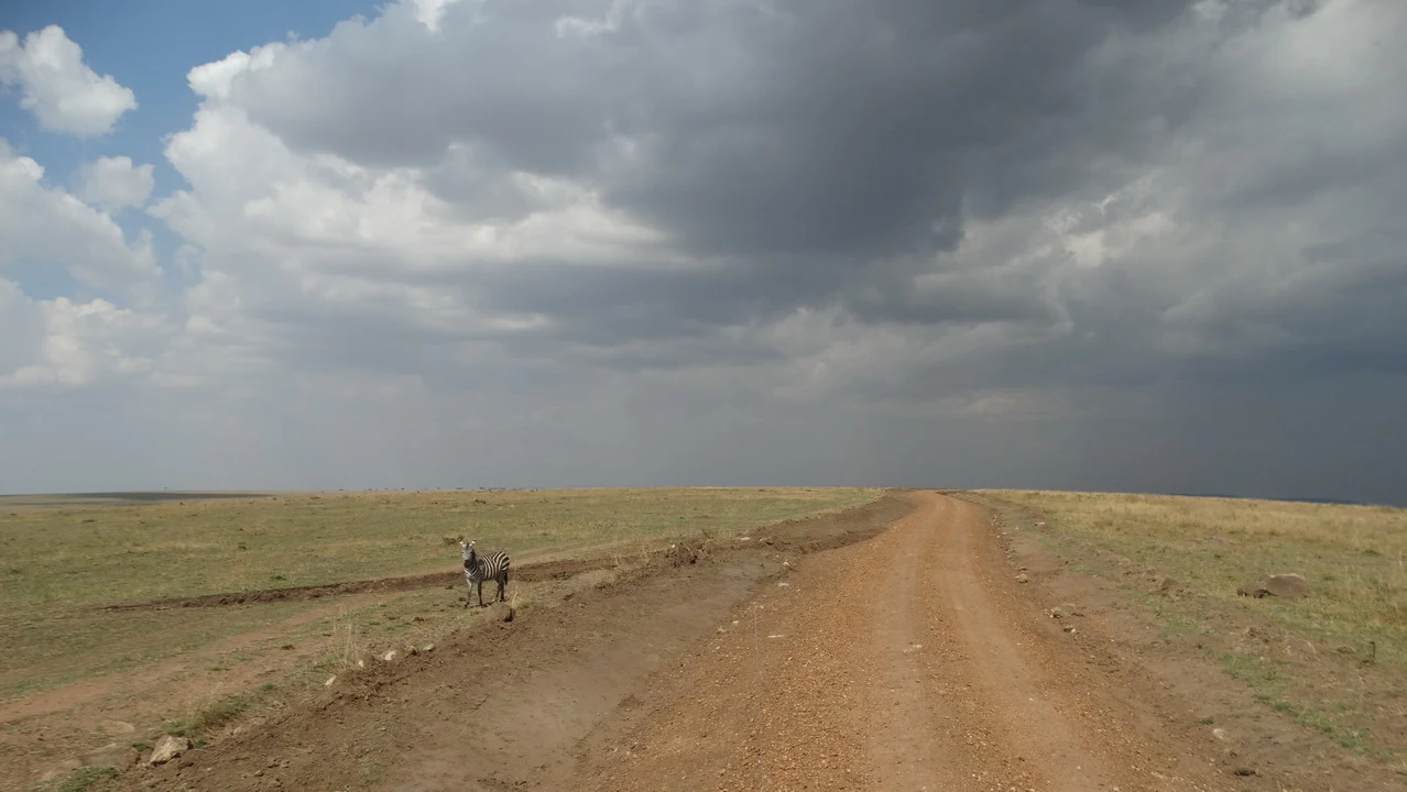 Un gruppo di gnu cammina su una strada sterrata nel Serengeti.