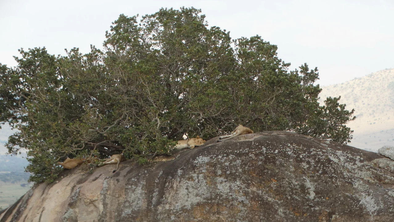 Leoni si nascondono tra la vegetazione su una collina in Tanzania.