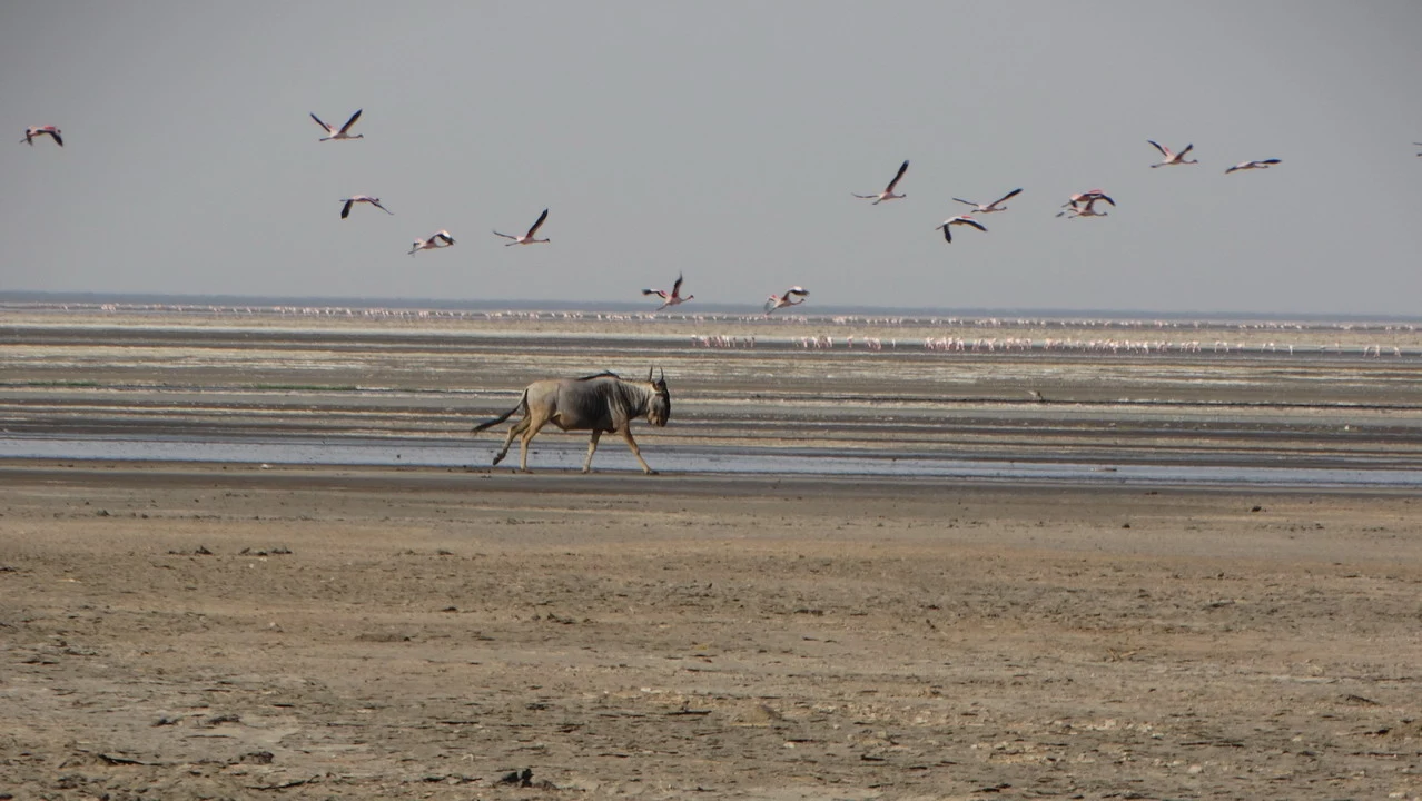 Un animale attraversa una vasta pianura secca con uccelli in volo.