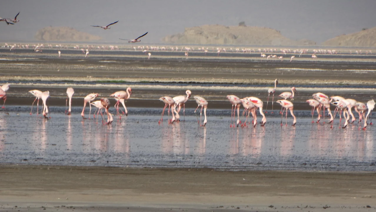Avifauna si nutre nelle acque del Lago Natron in Tanzania.