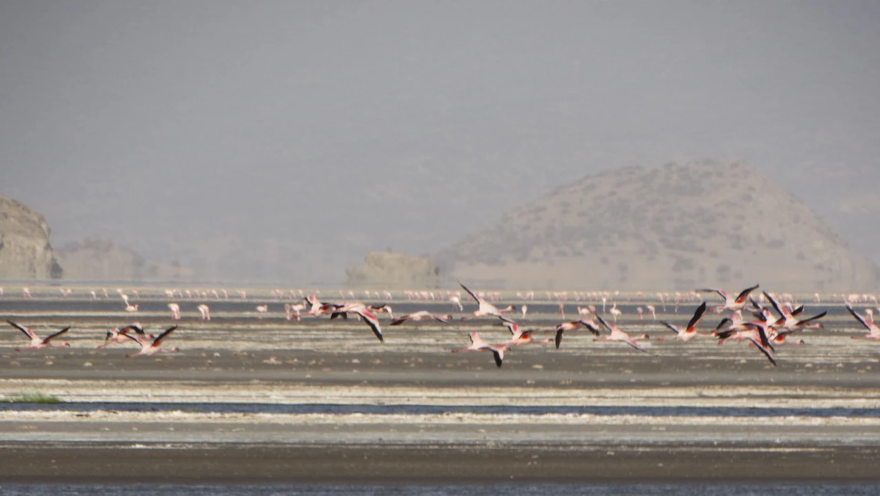 Cigni nuotano su una pianura fangosa vicino al Lago Natron.