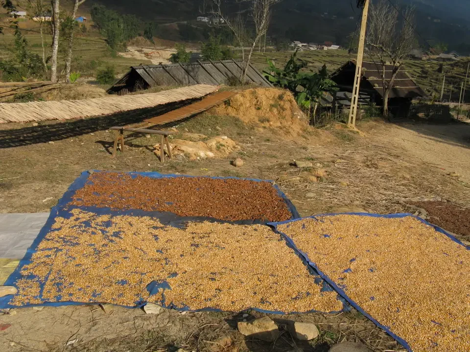 Riso secca steso su terra in una zona rurale del Vietnam o del Cambogia.