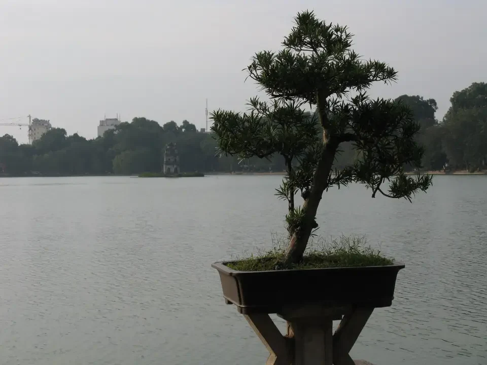 Albero in vaso sull'acqua con skyline di Hanoi e della spada.