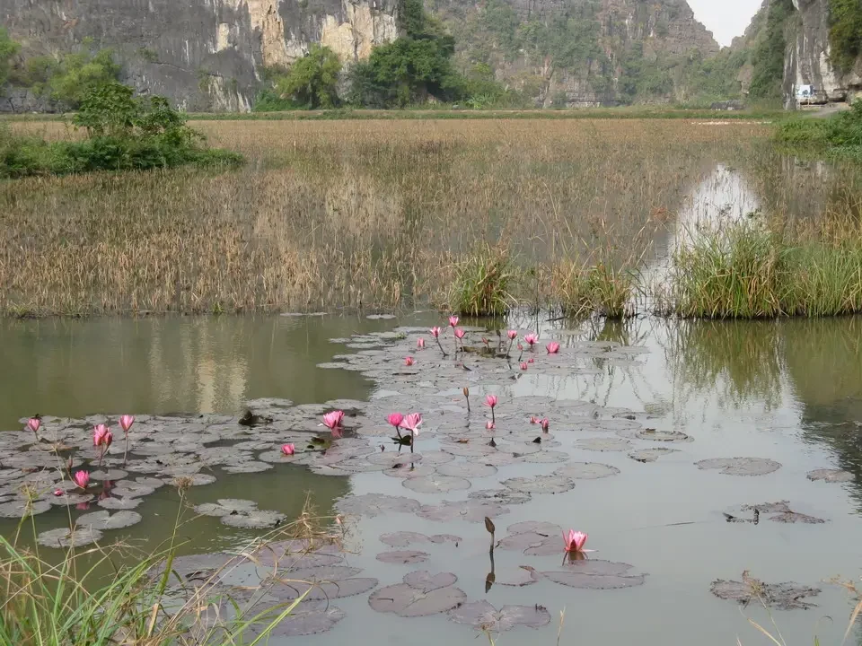 Un paesaggio di risaie e montagne in Vietnam o Cambogia con piante acquatiche in primo piano. Un paesaggio di risaie e montagne in Vietnam o Cambogia con piante acquatiche in primo piano.