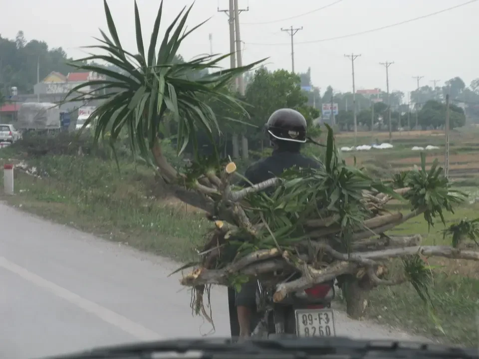 Un albero di cocco cresce lungo la strada in Vietnam o Cambogia.