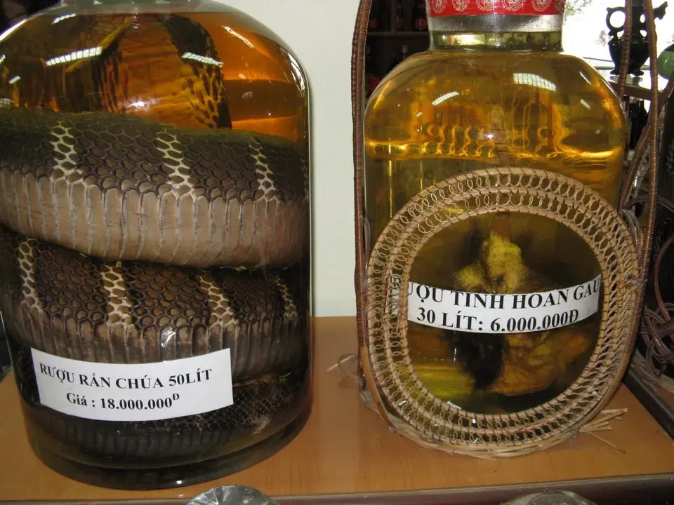 Rettili sono esposti sotto un'immagine di bottiglie di olio e serpenti.
