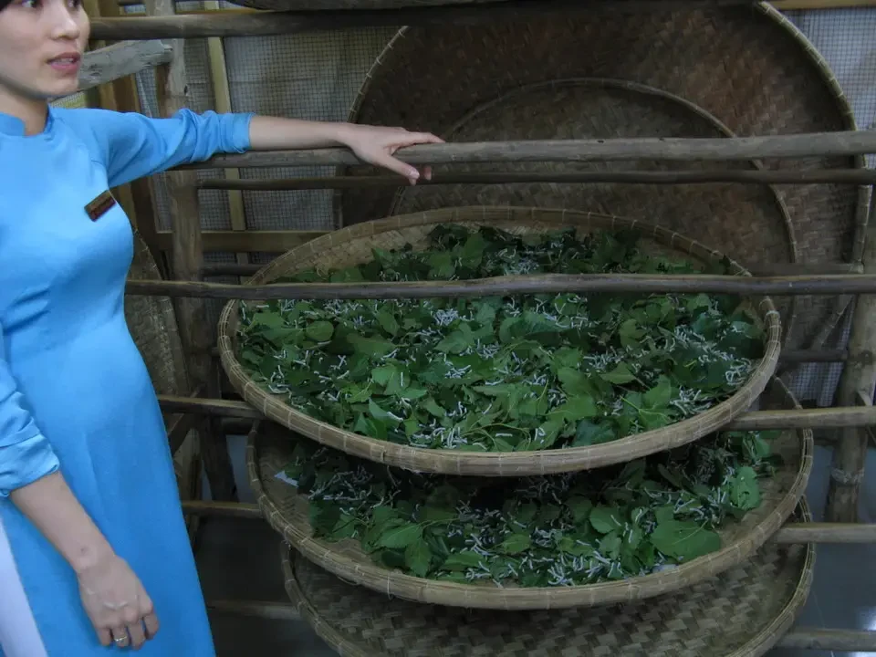 Una donna mostra foglie di seta verdi su un tavolo in un mercato vietnamita o cambogiano.