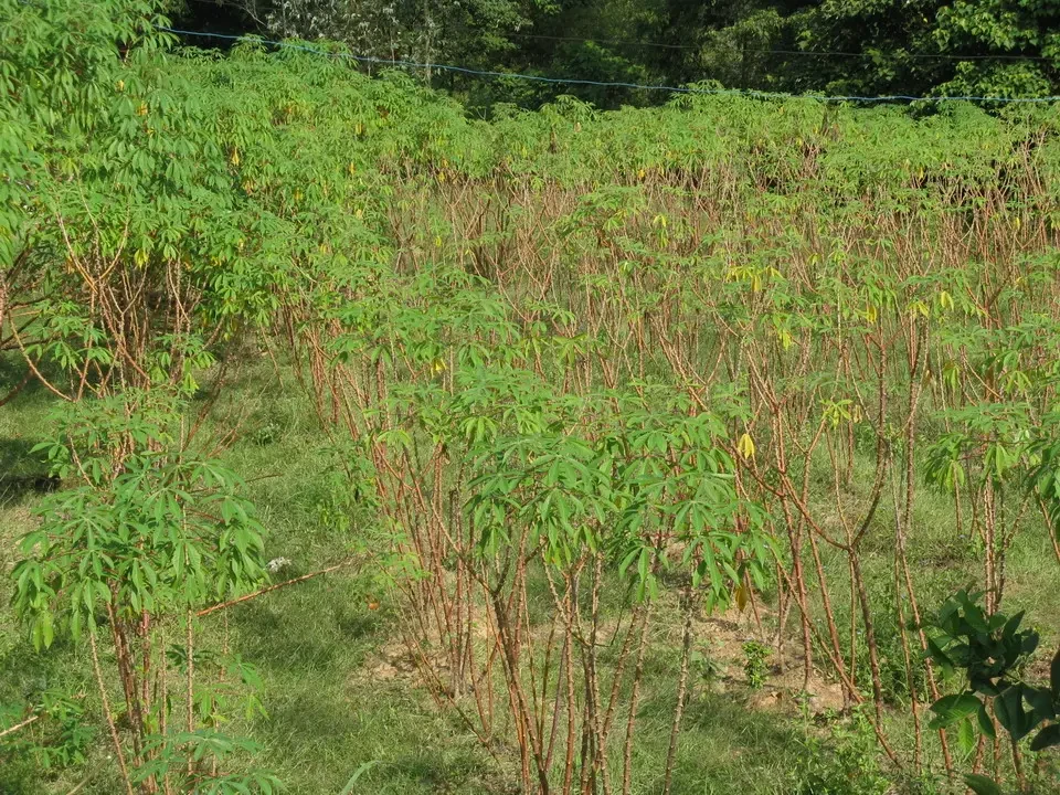 Piantagioni di manioca in una zona rurale del Vietnam o del Cambogia.