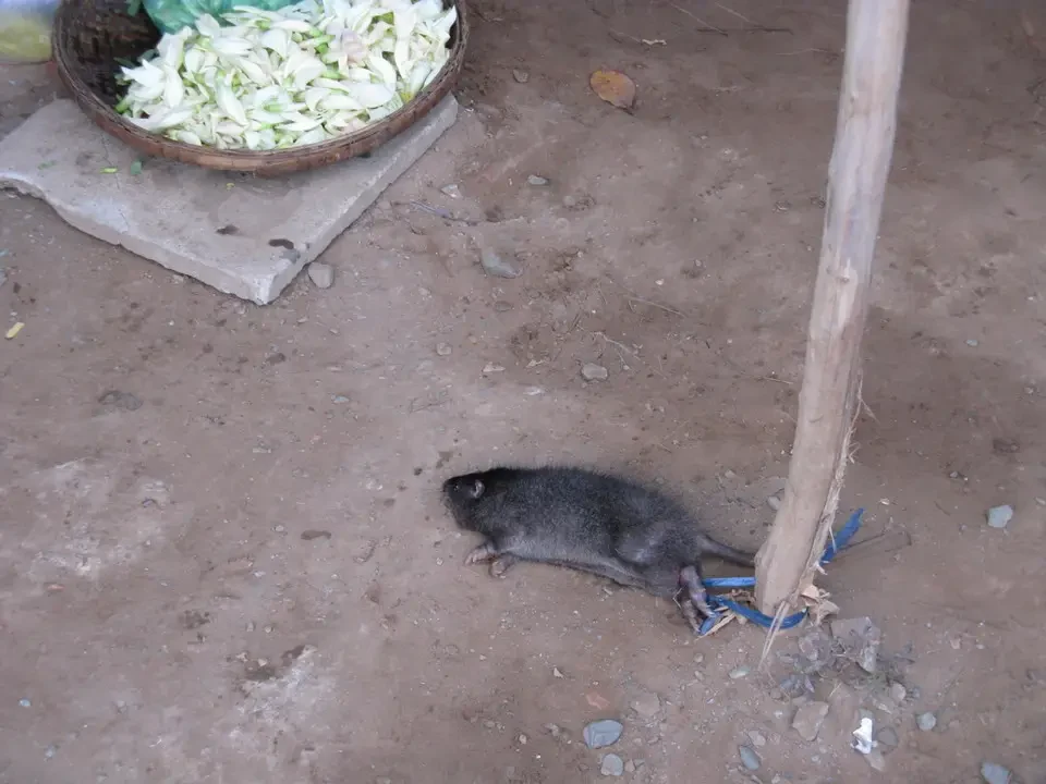 Ratti di risaia al mercato in un ambiente rurale del Vietnam o del Cambogia.