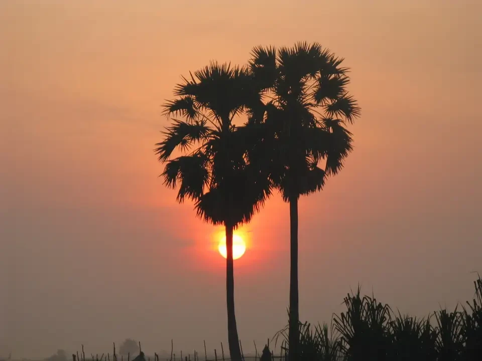 Silhouette di palme tropicali contro il sole luminoso all'alba o al tramonto.