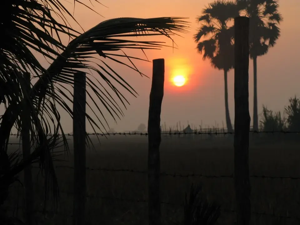 Silhouette di foglie di palma e pali di legno contro il sole al tramonto su un campo aperto.