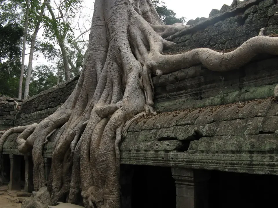 Le radici degli alberi avvolgono le mura di un antico tempio in pietra.
