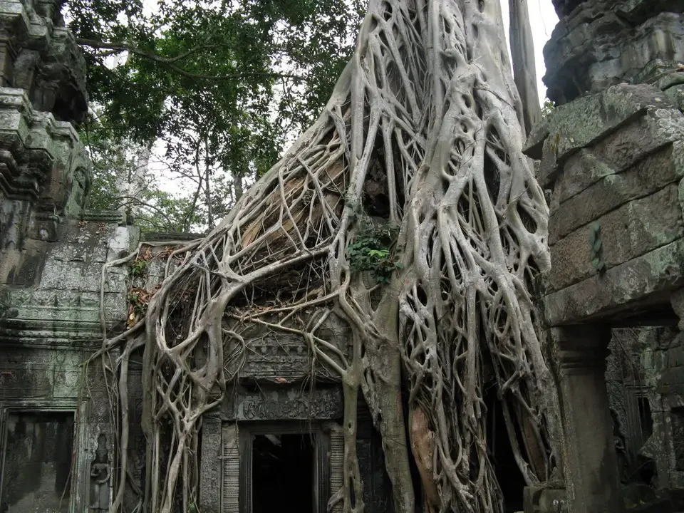 Le radici degli alberi avvolgono le rovine di un tempio antico in Angkor.